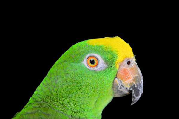 bibliothecaris douche Goneryl Geelvoorhoofd Amazone | Dieca - De specialist in papegaaien