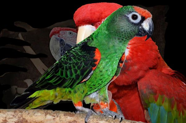 Aankoop doel Snazzy Jardine papegaai | Dieca - De specialist in papegaaien