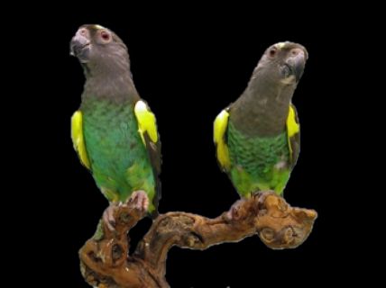 Afdaling Geweldig half acht De Meyer papegaai | Dieca - De specialist in papegaaien