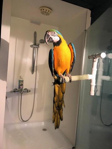 Papegaaien douchen elke week. Dieca - De specialist in papegaaien