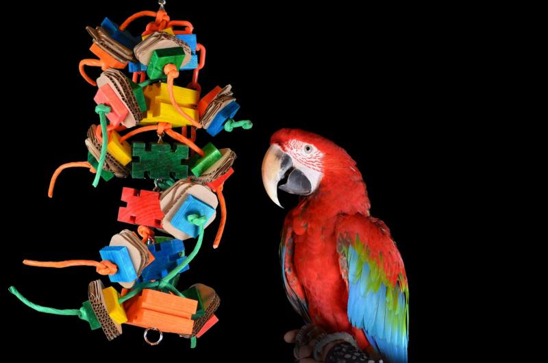 beest buitenste Droogte Papegaaienspeelgoed voor alle kromsnavels | Dieca - De specialist in  papegaaien