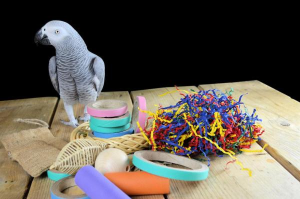uitdrukken Automatisch Oude man Papegaaienspeelgoed voor alle kromsnavels | Dieca - De specialist in  papegaaien