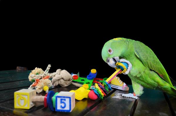 uitdrukken Automatisch Oude man Papegaaienspeelgoed voor alle kromsnavels | Dieca - De specialist in  papegaaien
