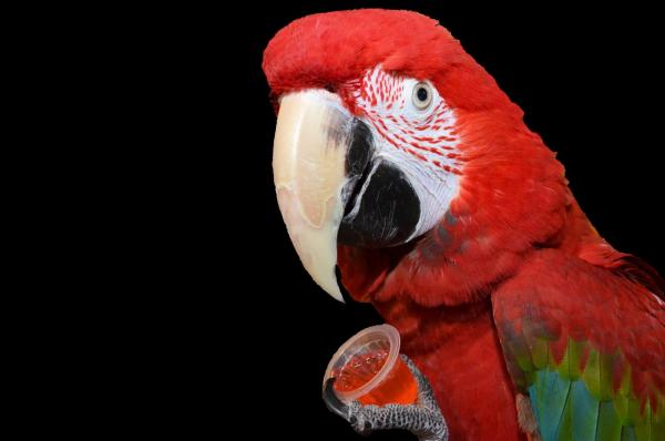 volgens Dempsey Algemeen Noten - fruit - snoepgoed | Dieca - De specialist in papegaaien