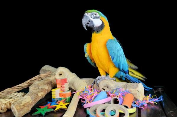 knop nog een keer Grote waanidee Papegaaienspeelgoed voor alle kromsnavels | Dieca - De specialist in  papegaaien