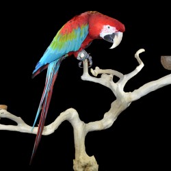 papegaaien-javaboom-dieca