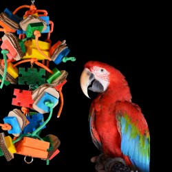 papegaaien-speelgoed-dieca