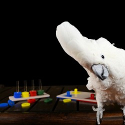 papegaaien-speelgoed-educatief-fourageer-dieca