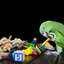 papegaaien-speelgoed-voet-en-tafel-speelgoed-dieca