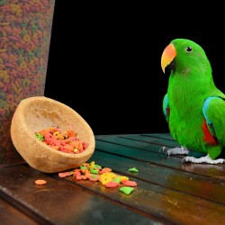 papegaaien-voeding-pretty-bird-dieca