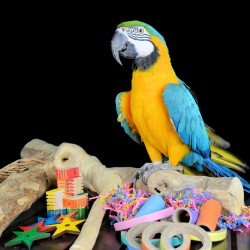papegaaienspeelgoed-doe-het-zelf-speelgoed-dieca