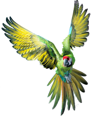 klinker hoe Schrijft een rapport Papegaai kopen bij wie? | Dieca - De specialist in papegaaien